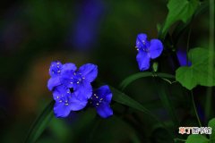 【繁殖】紫露草的繁殖方法有哪些？