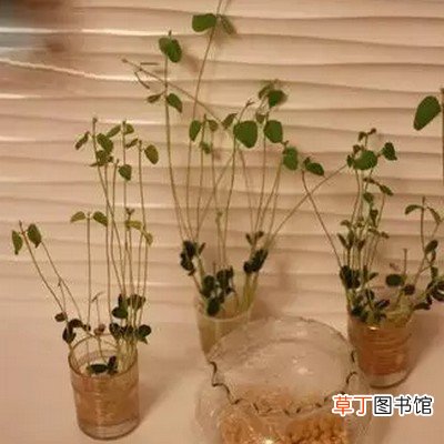 【盆栽】教你用豆子制作豆芽盆栽方法有哪些？