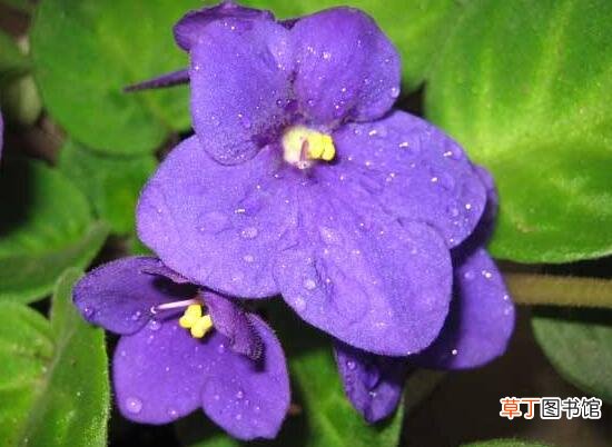 【品种】紫罗兰品种大全有哪些？