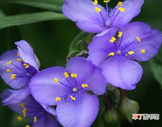 【品种】紫罗兰品种大全有哪些？