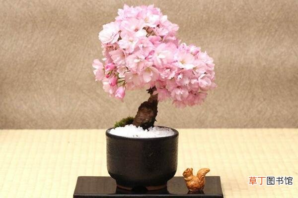 【花盆】樱花盆景怎么养护有哪些方法？