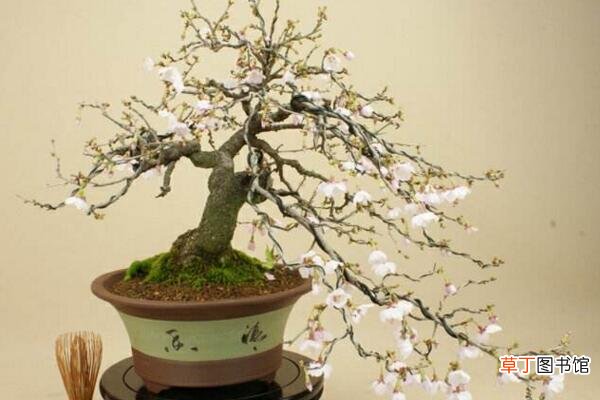 【花盆】樱花盆景怎么养护有哪些方法？