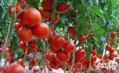 【番茄】大棚番茄的浇水技术要点有哪些？