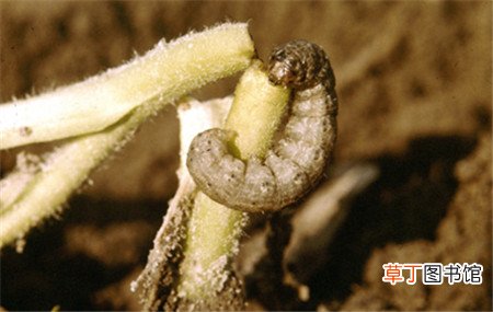 【常见】大花金鸡菊常见虫害及防治方法有哪些？