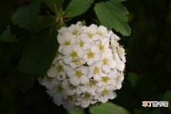 【繁殖】麻叶绣线菊的播种繁殖方法有哪些？