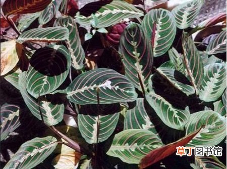 【病虫害】豹纹竹芋的病虫害及其防治有哪些？