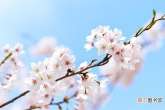 【浇水】樱花四季浇水方法有哪些？