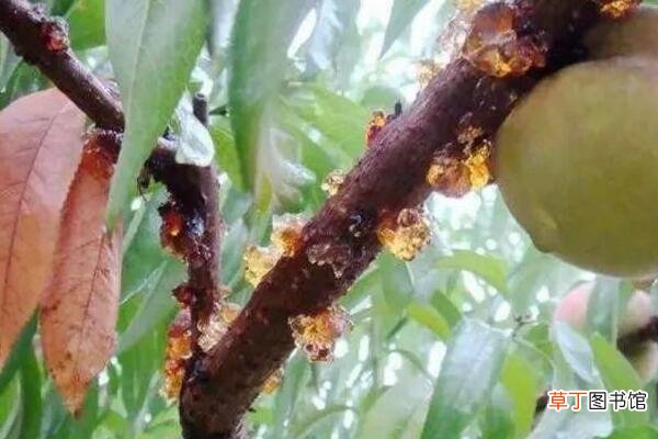 【病害】桃花的病害防治有哪些？