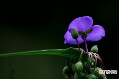 【价值】紫露草的价值有哪些？