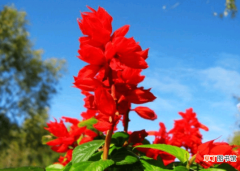 【花】一串红的花蜜有毒吗？有哪些注意事项？