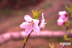 【花盆】桃花盆栽养殖方法有哪些？