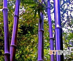 【方法】紫竹怎么过冬有哪些方法？