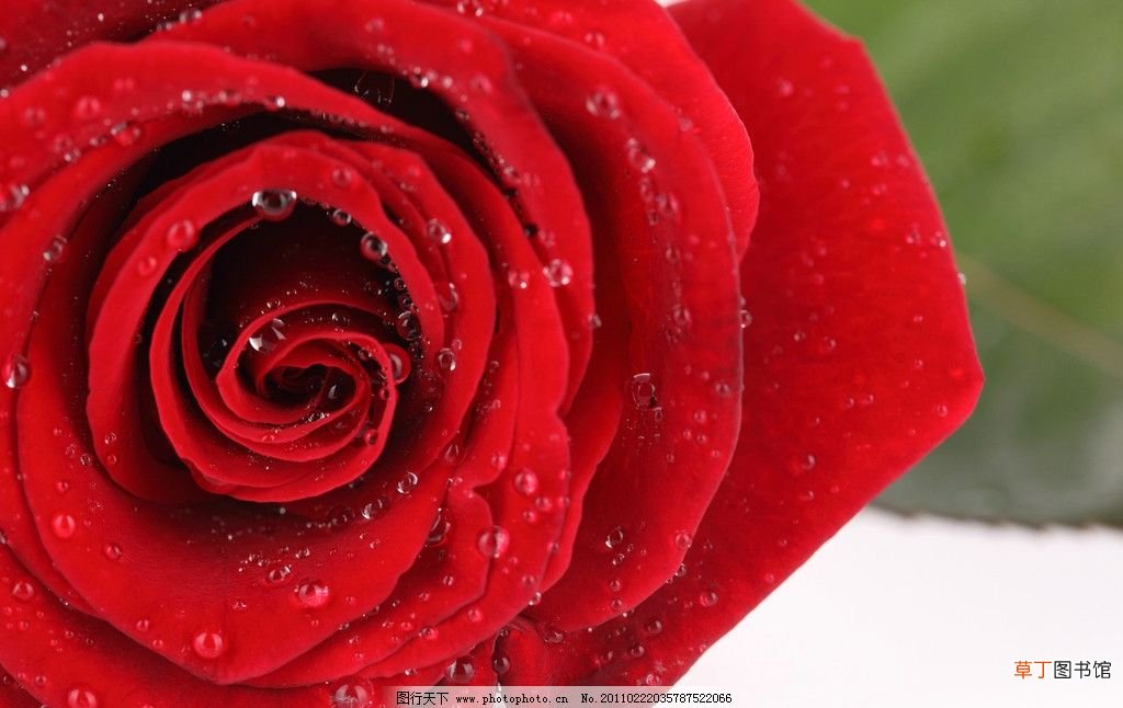 【玫瑰花】油画红玫瑰花图片有哪些？