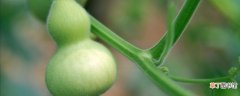 【种植方法】葫芦籽的种植方法有哪些？
