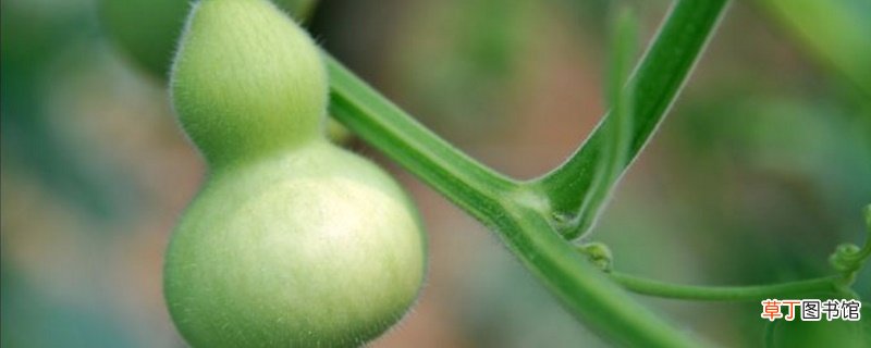 【种植方法】葫芦籽的种植方法有哪些？