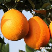 【冬季】脐橙冬季怎么修剪？有哪些方法？