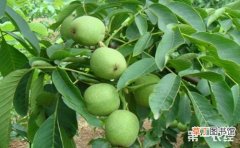 【桃树】什么是麻核桃？麻核桃树种植养护方法有哪些？