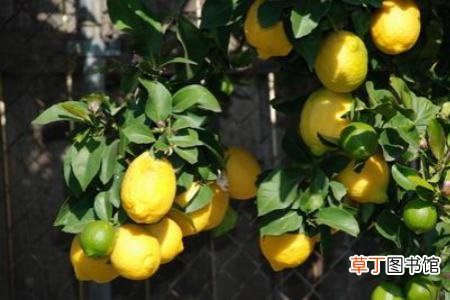 【虫害】柠檬的虫害及其防治有哪些？