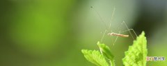 蚊子咬的疤痕怎么消 蚊虫叮咬为什么会起包