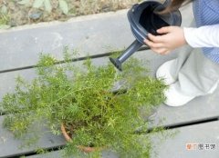 【植物】盆栽植物浇水方法有哪些？