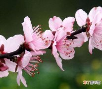 【花盆】桃花盆栽管理方法有哪些？