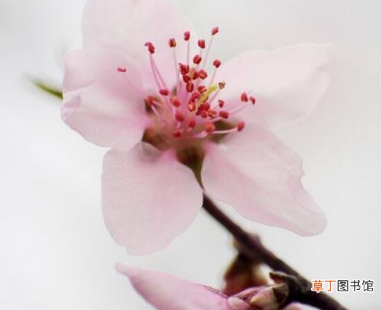 【花盆】桃花盆栽管理方法有哪些？
