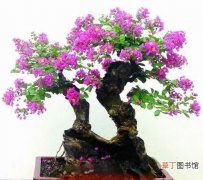 【扦插】紫薇盆景扦插繁殖技术有哪些？