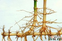 【注意事项】竹子什么时候移植有哪些注意事项？