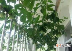 【种植方法】百香果籽种植方法有哪些？