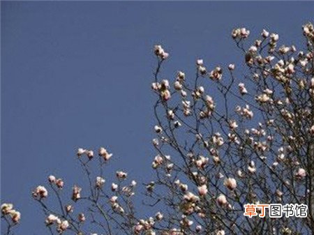 【花期】毛肋杜鹃的花期管理有哪些？