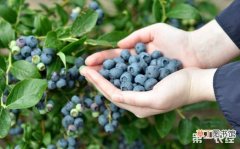 【产地】蓝莓产地分布有哪些？