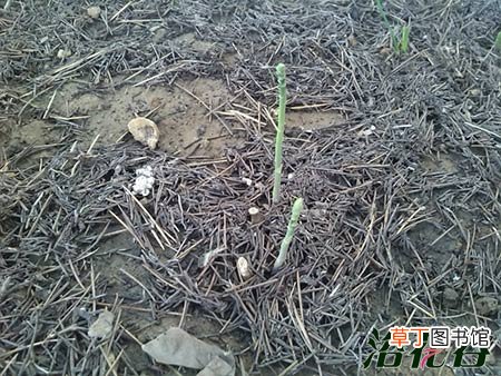 【芦笋】盆栽芦笋的种植方法有哪些？