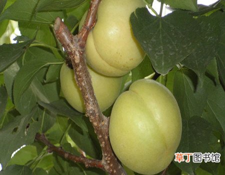 【树】杏树的功效和作用有哪些？