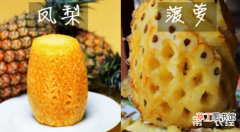 【菠萝】凤梨和菠萝的区别有哪些？