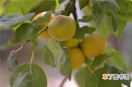 【树】杏树的病虫害及其防治有哪些？