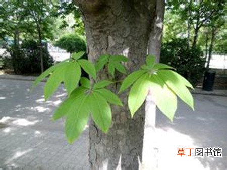 【养护方法】七叶树分月养护方法有哪些？