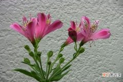 【施肥】六出花的施肥方法有哪些？