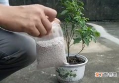 【桂花】盆栽桂花如何施肥有哪些方法？