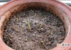 【播种】香雪兰结籽怎么播种有哪些方法？
