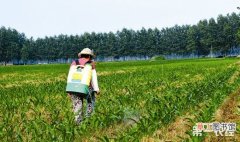 【夏季】夏季喷施农药技术要点有哪些？
