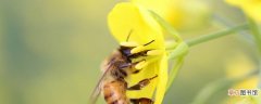 蜂毒有什么作用 蜂毒有哪些功效