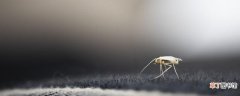 电蚊香是驱蚊还是灭蚊 电蚊香液对人有害吗
