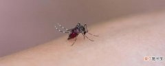 小苏打灭蚊子最有效的方法 小苏打可以杀死蚊子的虫卵吗