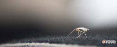蚊子咬后透明水泡怎么处理 蚊子咬后透明水泡严重吗