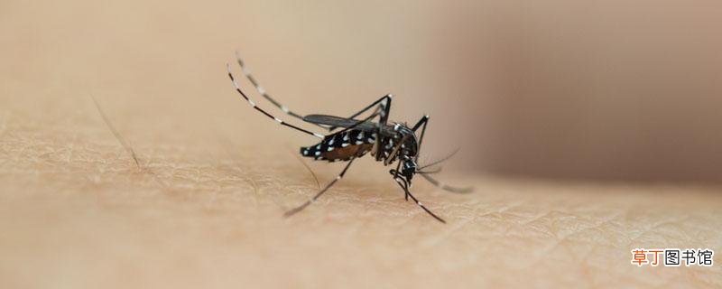 蚊子多睡不着怎么办 身体涂什么能最有效驱蚊子