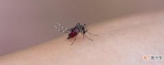 蚊子为什么吸血会起包 蚊子为什么喜欢叮我
