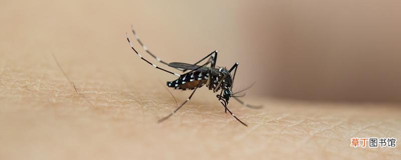 蚊子容易被什么光吸引 蚊子容易被什么气味吸引
