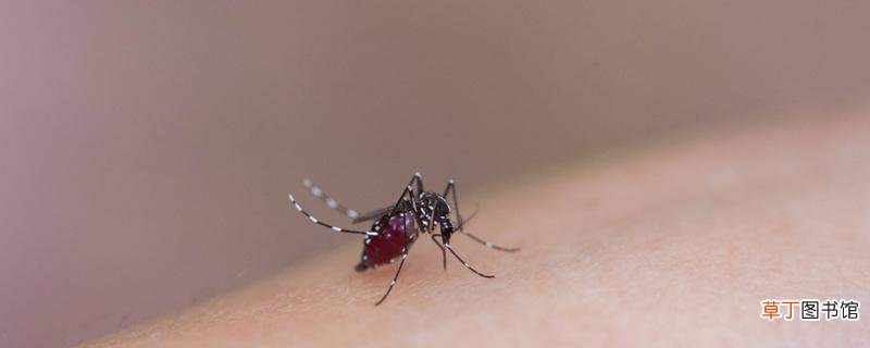 蚊子不咬什么血型的人 蚊子什么时候咬人