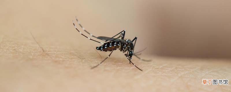 怎么驱蚊子最有效 卧室最有效的驱蚊方法