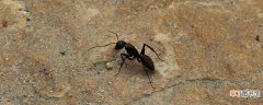 家里有蚂蚁怎么办能除根吗 家里的蚂蚁是怎么来的